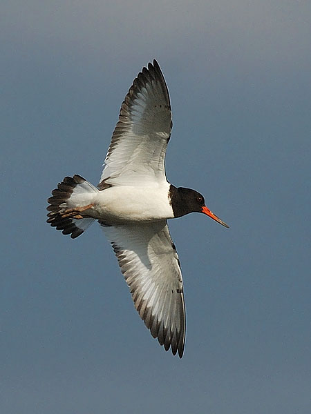 Meriharakka, Eurasian Oystercatcher, Haematopus ostralegus